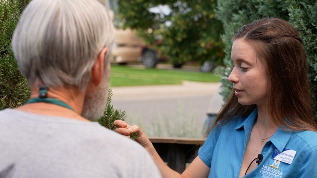 Site visit looking at pine needle scale